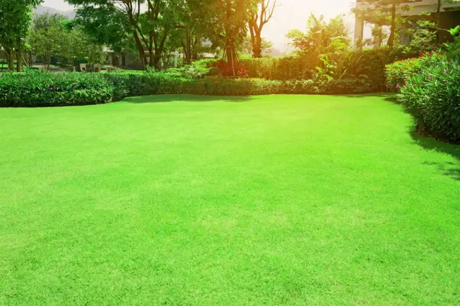How Professional Landscape Maintenance Saves You Time Santa Monica, CA